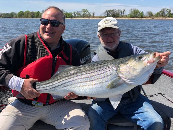 Delaware River spring striper!