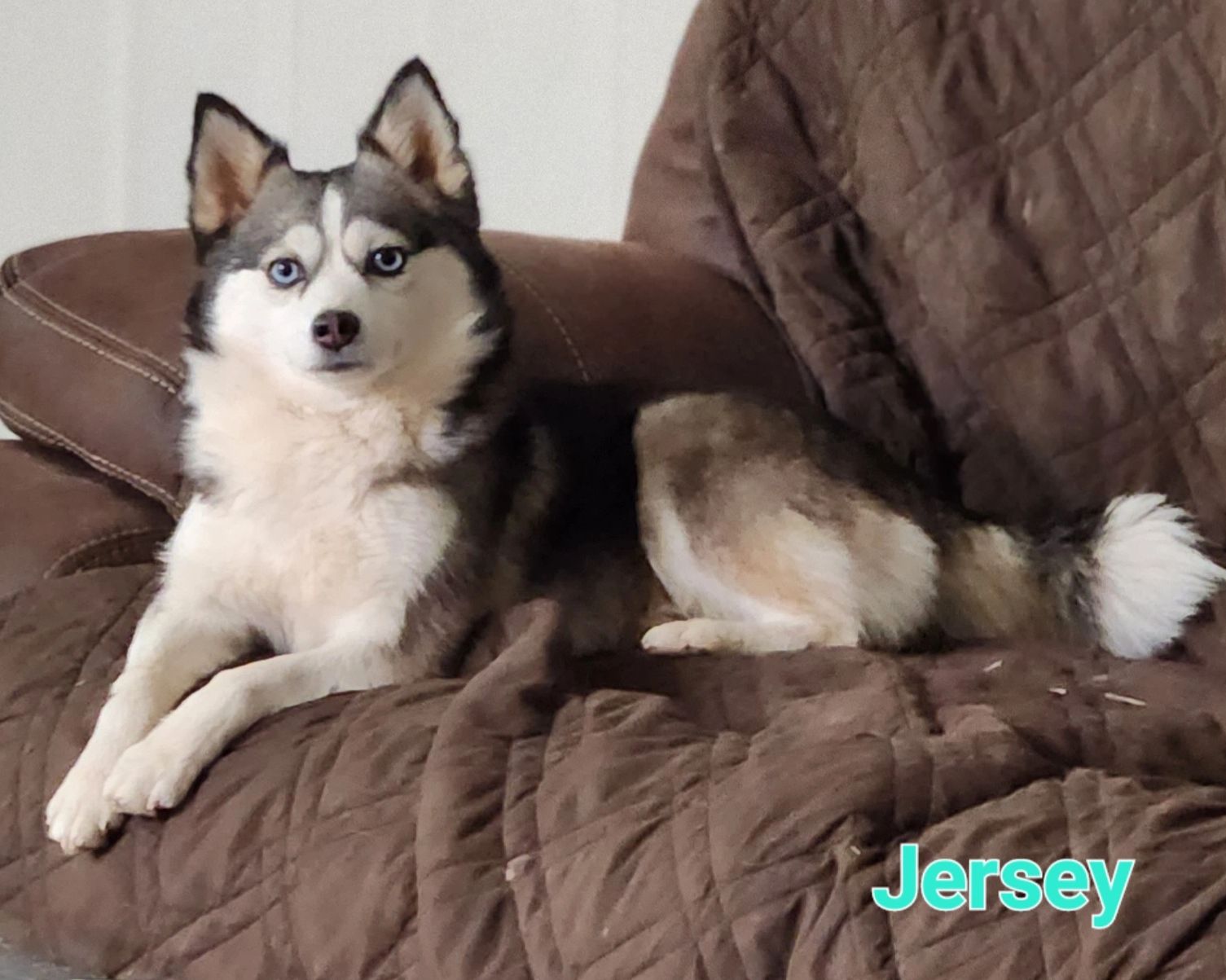 Jersey-Gorgeous 11 pound female. She has produced Montana our 2025 pomsky showdown grand champion.