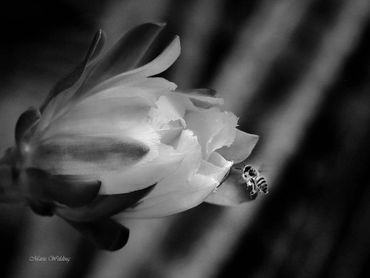 A bee approaches a flower in a black and white close-up.