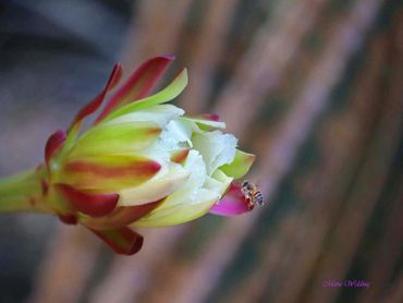 A bee collecting nectar from a colorful flower bud.