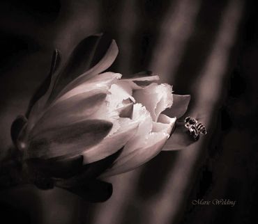 Monochrome close-up of a flower with a bee approaching.