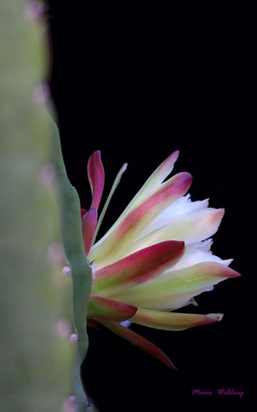 Close-up of a cactus flower blooming against a black background.