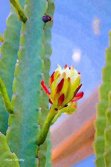 Close-up of a blooming cactus flower against a clear sky.