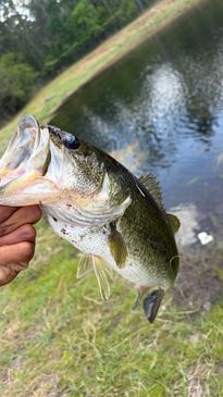 Person holding a large fish near a pond in a grassy area.