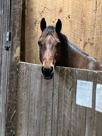 Horses