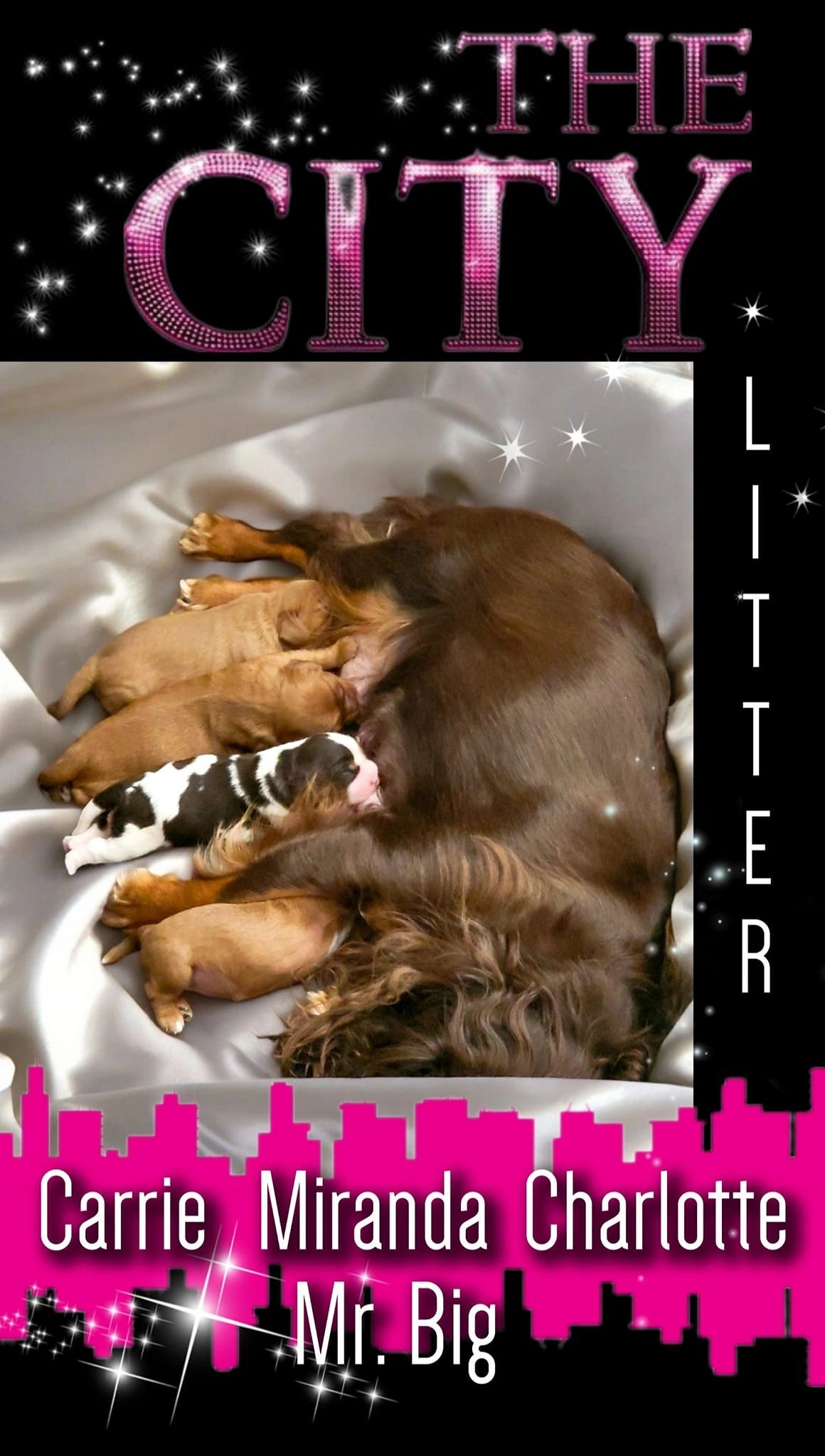 cavalier king charles spaniel puppies for sLE