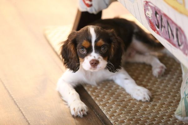 Cavalier King Charles Spaniel Shoes – SpreadShoes