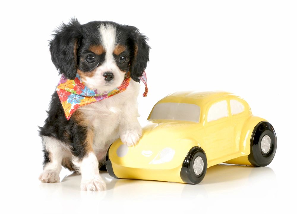 Traveling With Your Cavalier 