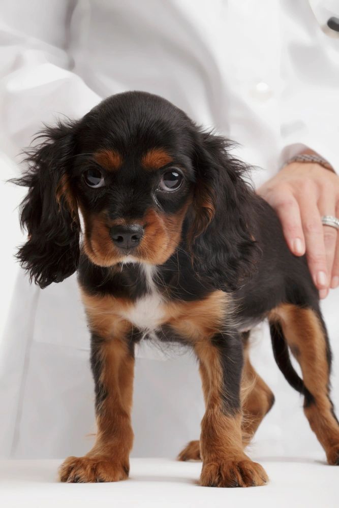 Help, My New Cavalier Puppy has Giardia