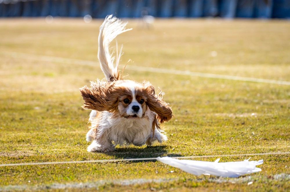 do cavalier king charles spaniels bark a lot