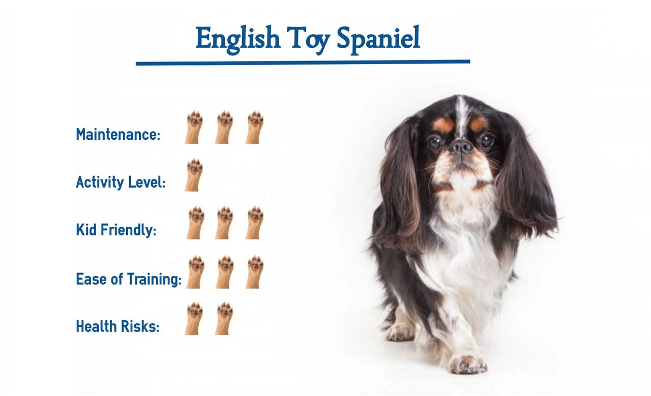 English toy hot sale spaniel hypoallergenic