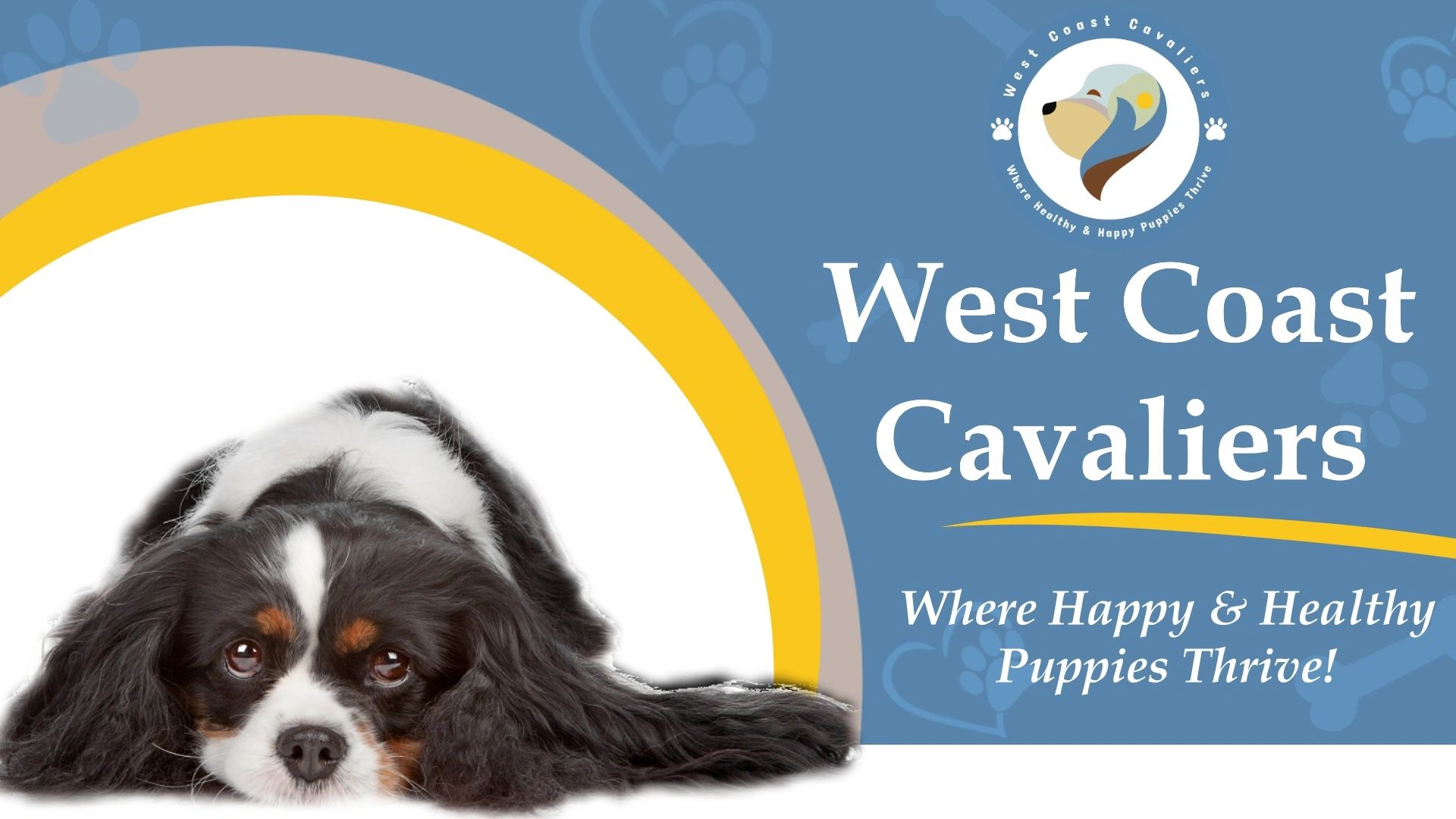 West Coast Cavaliers Puppies for Sale