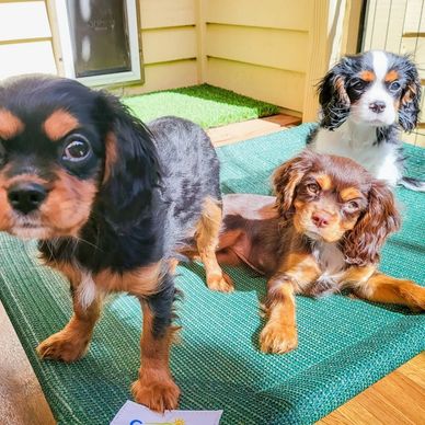 Cavalier King Charles Spaniel Puppies for Sale Breeders First Choice 