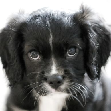 BLACK kBKY CAVALIER KING CHARLES SPANIEL HOW TO GET A BLACK CAVALIER