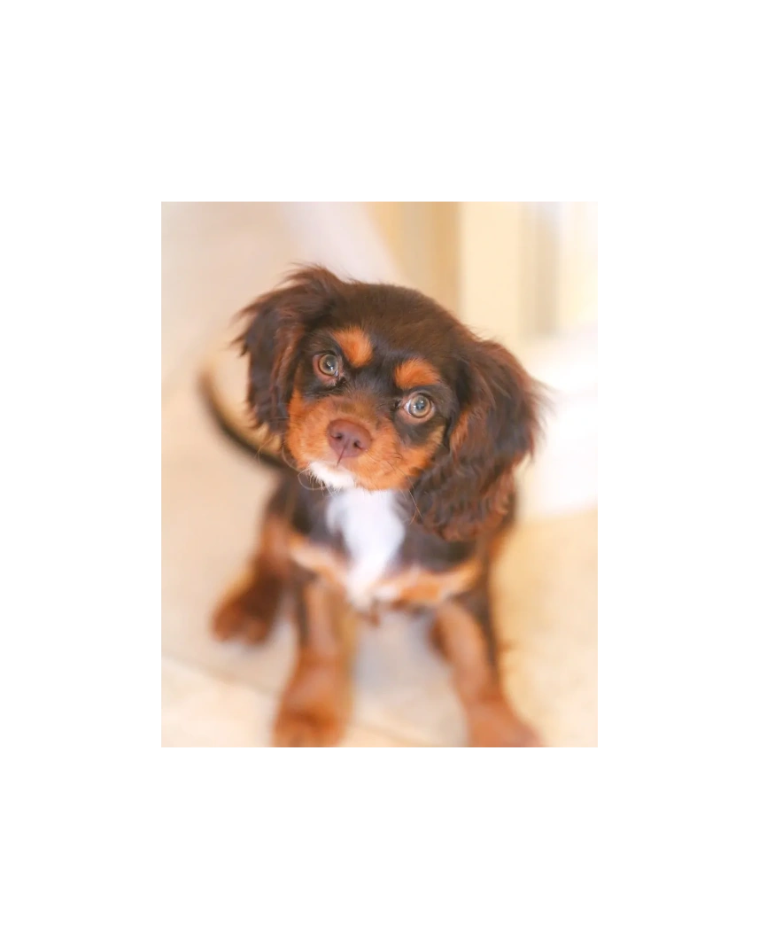Chocolate Cavalier King Charles Spaniels