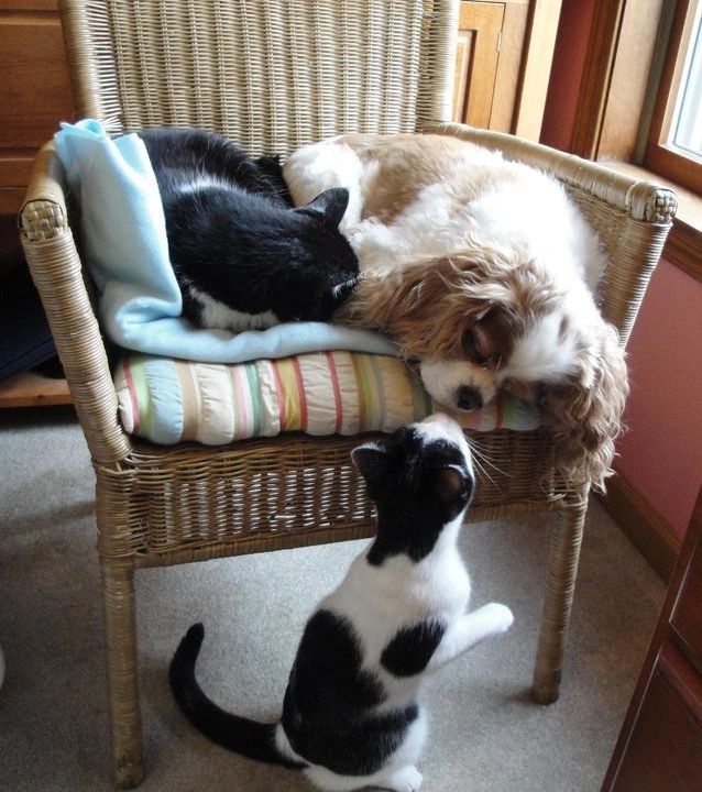 Cavalier king charles spaniel good 2025 with cats