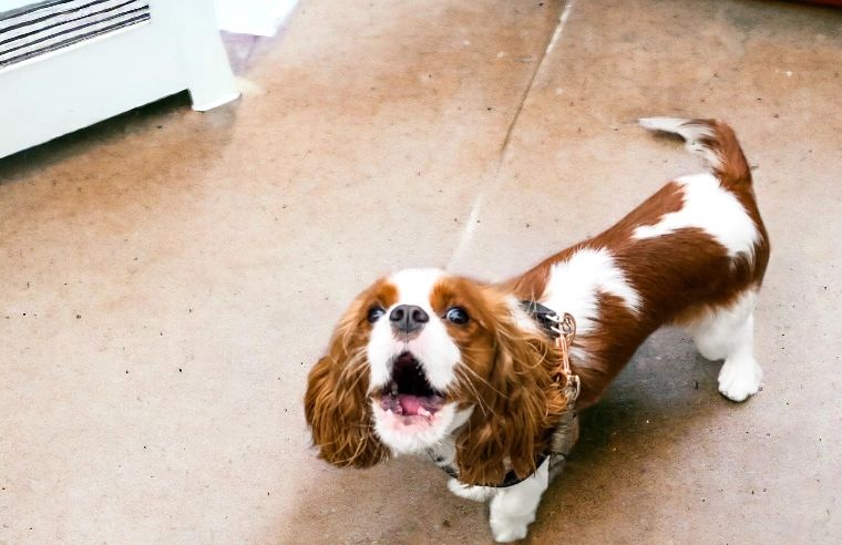 do cavalier king charles spaniels bark a lot