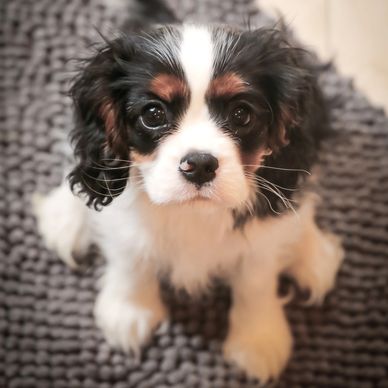 King Charles Spaniel Puppies for Sale Tri Cavalier 