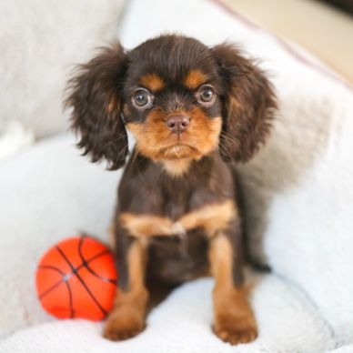 Chocolate Cavalier King Charles Spaniel Puppies for Sale