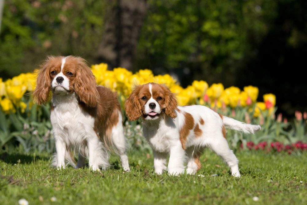 How Much Does a Cavalier King Charles Puppy Cost?