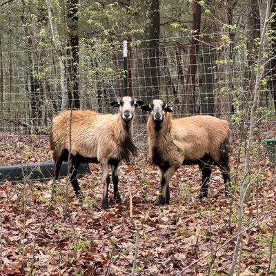 Two brown and black sheep standing behind a wire fence in a wooded area.