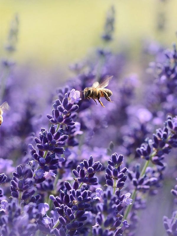 Purple flowers with bee