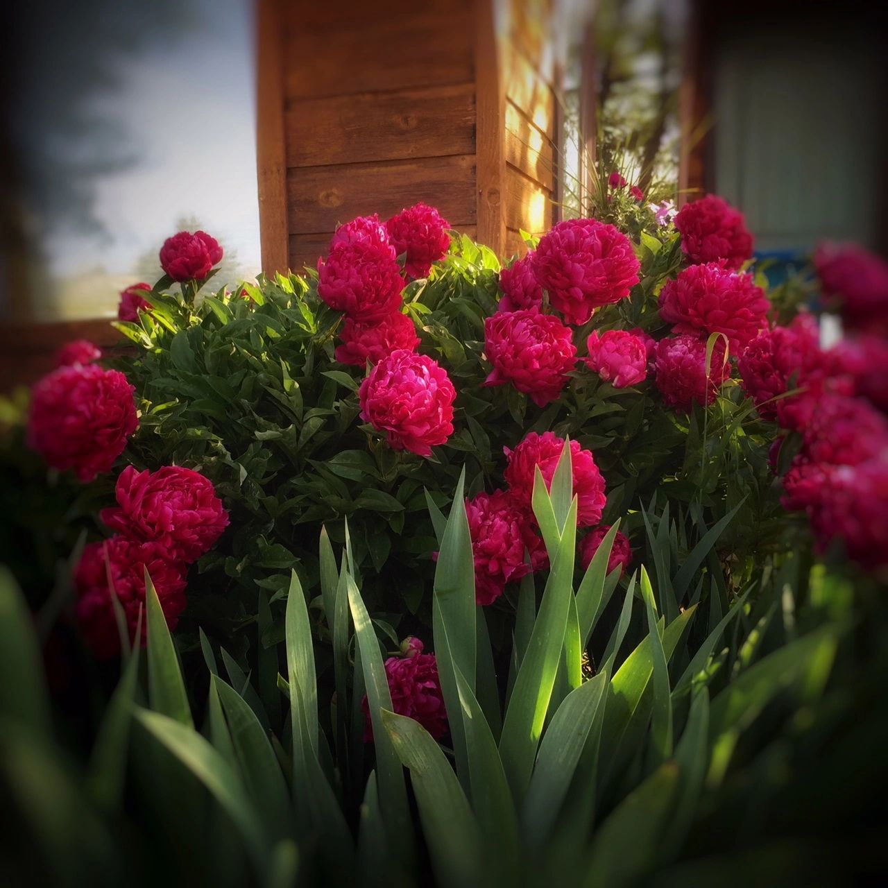 Growing And Harvesting Peonies