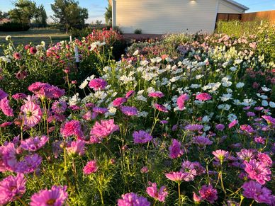 Colorful flower garden in sunlight.