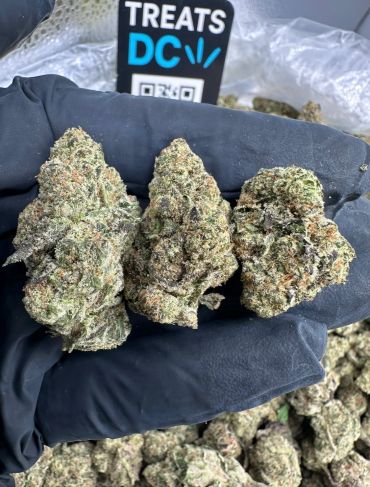 Three cannabis buds held on a gloved hand with a TREATS DC sign.