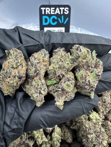 Close-up of cannabis buds held by a gloved hand.