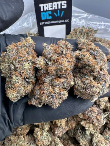Close-up of cannabis buds held in a gloved hand.
