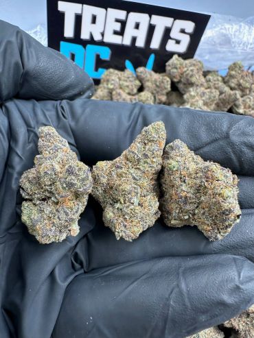 Three cannabis buds held with a gloved hand.