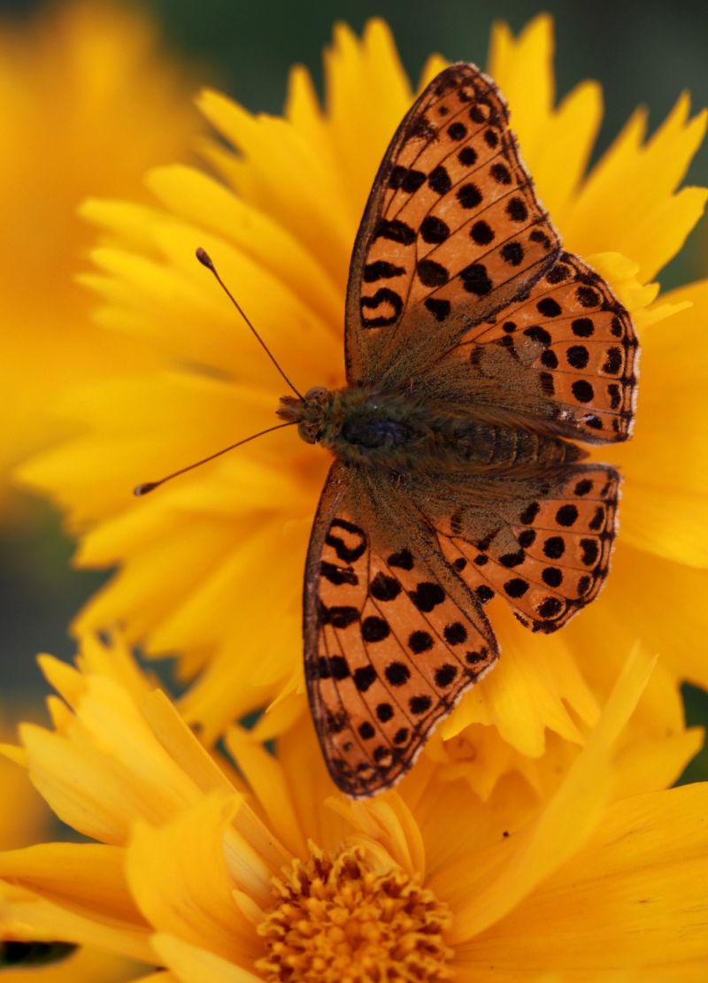 adinavoicu-butterfly-3827374.jpg