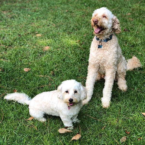 pet sitting
dog walking
pet care