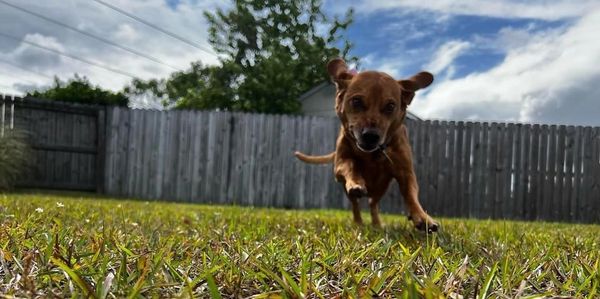 drop in visits
overnight stay
dog walking
pet taxi
pet care