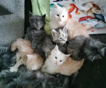 A group of adorable kittens cuddling together.