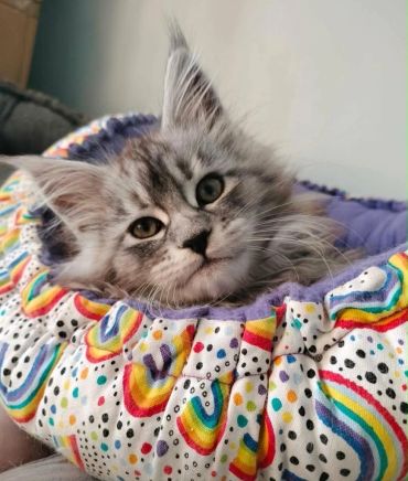 Gray tabby kitten resting in a colorful cozy bed.