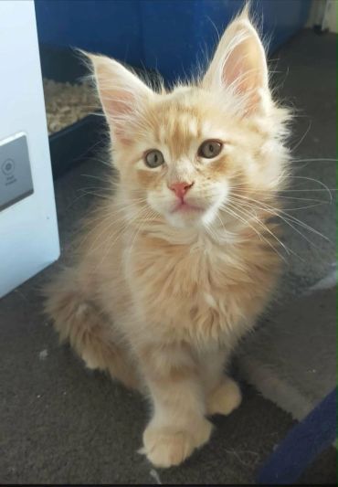 Fluffy orange kitten sitting and looking.