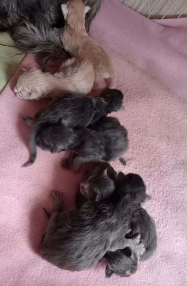 Newborn kittens on a pink blanket.