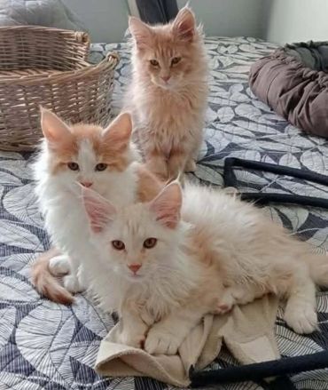 Three fluffy kittens sitting on a bed with baskets and blankets.