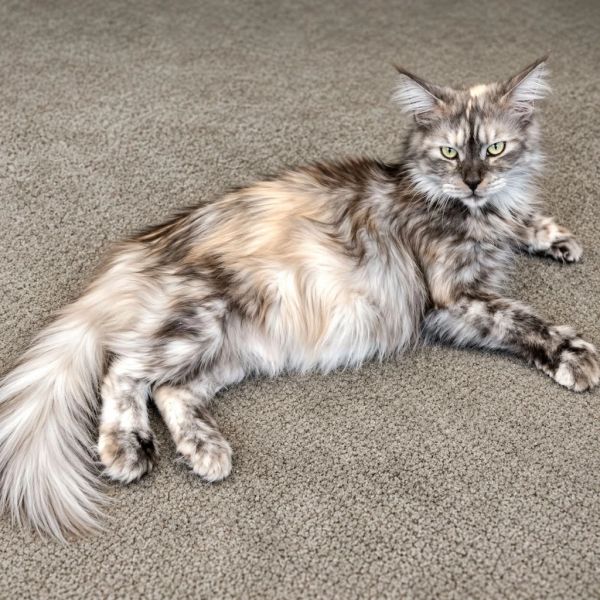 Fluffy cat lying on carpet with an intense gaze.