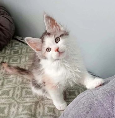 Fluffy kitten with curious eyes looking up.