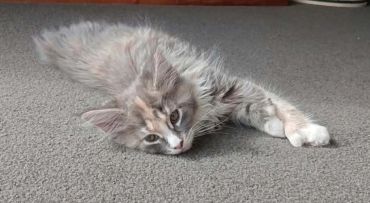 Fluffy kitten lying on a carpet.