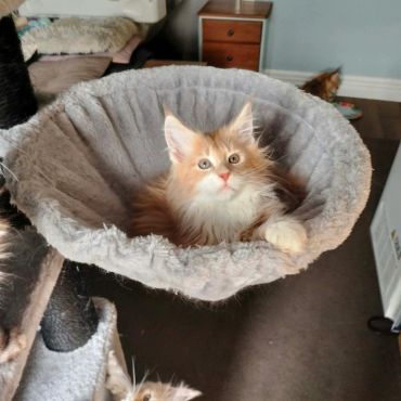 Fluffy orange kitten resting in a cozy cat bed.