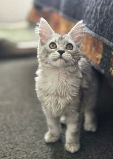 Curious gray kitten with fluffy fur standing indoors.