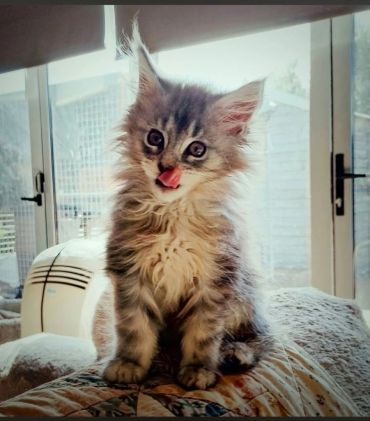 Fluffy kitten licking its nose, sitting indoors.