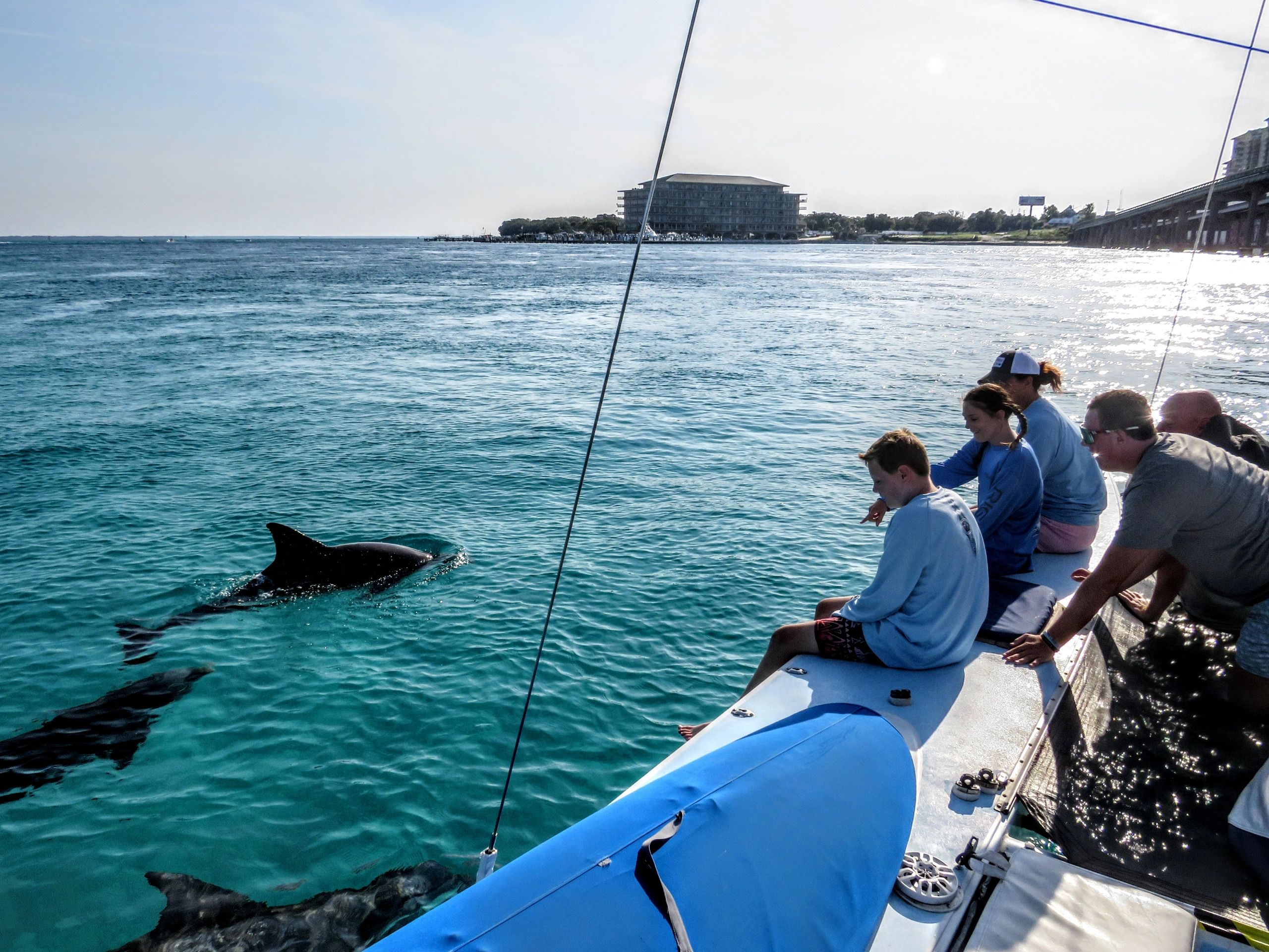 Dolphin viewing up close aboard catamaran Destin Sailing Adventures aka Lady Lahaina 