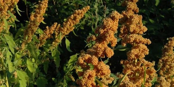 The flanks of the Andes Mountains produce this golden Quinoa , one of the most nutritious seeds on the planet. used  by the indigenous peoples of this region for thousands of years. a nutritious rice replacement