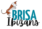 Brisa Ibizan Hounds