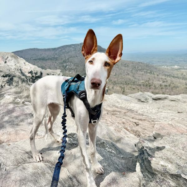 White dog with large ears standing on rocky mountain terrain with a blue harness and leash.